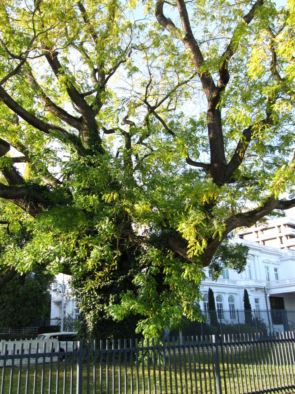 Styphnolobium japonicum - Hamburg-Rotherbaum - Okt. 2024