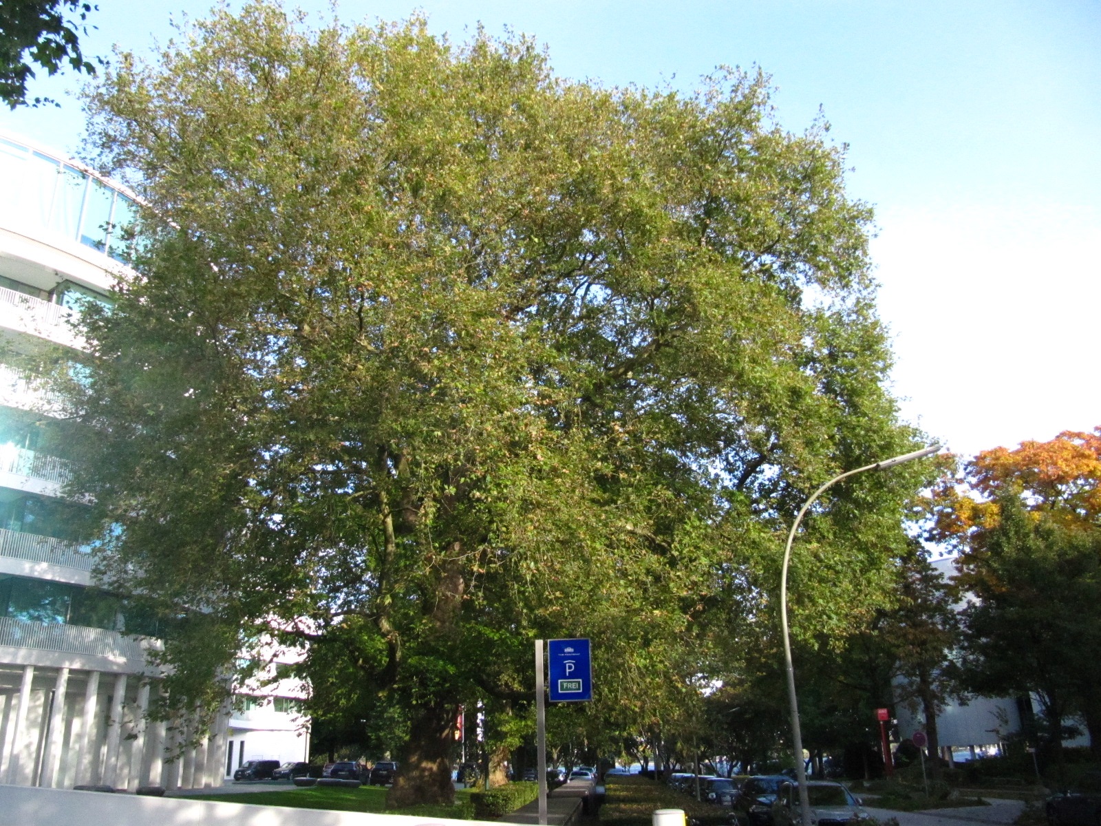 Platanus orientalis - Hamburg-Rotherbaum - Okt. 2024