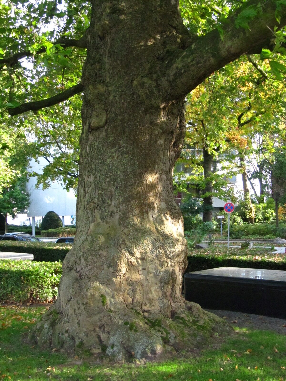 Platanus orientalis - Hamburg-Rotherbaum - Okt. 2024