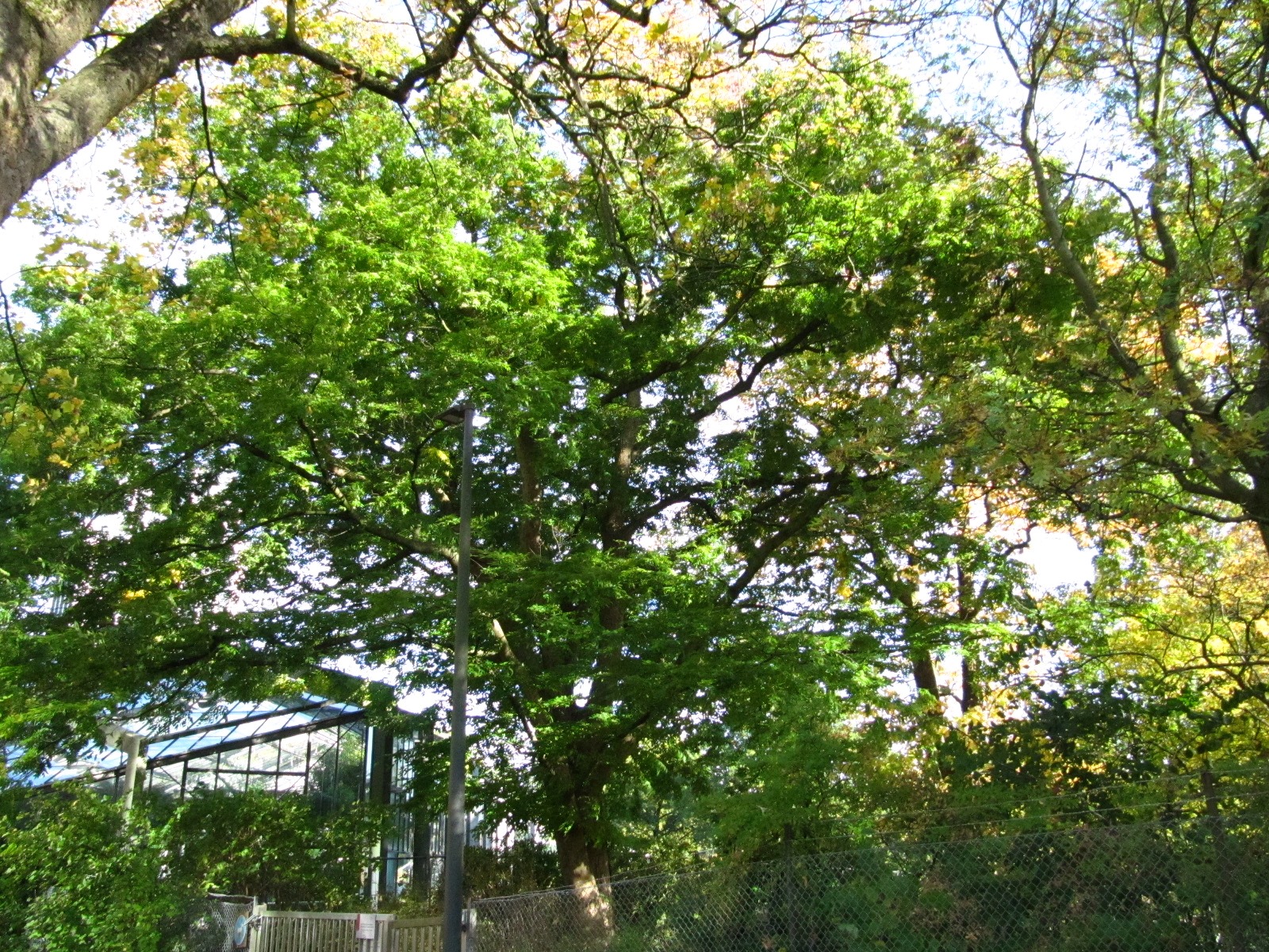 serrata Zelkova