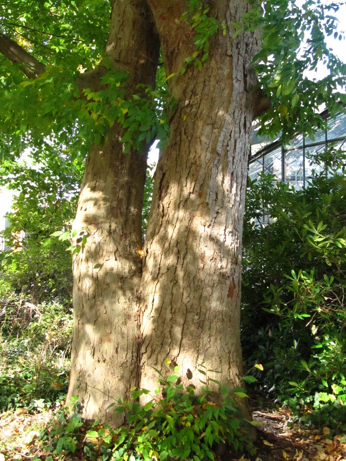 Zelkova serrata - Hamburg-Neustadt - Okt. 2024