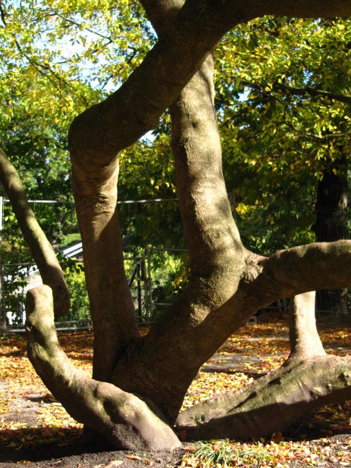 Acer cissifolium