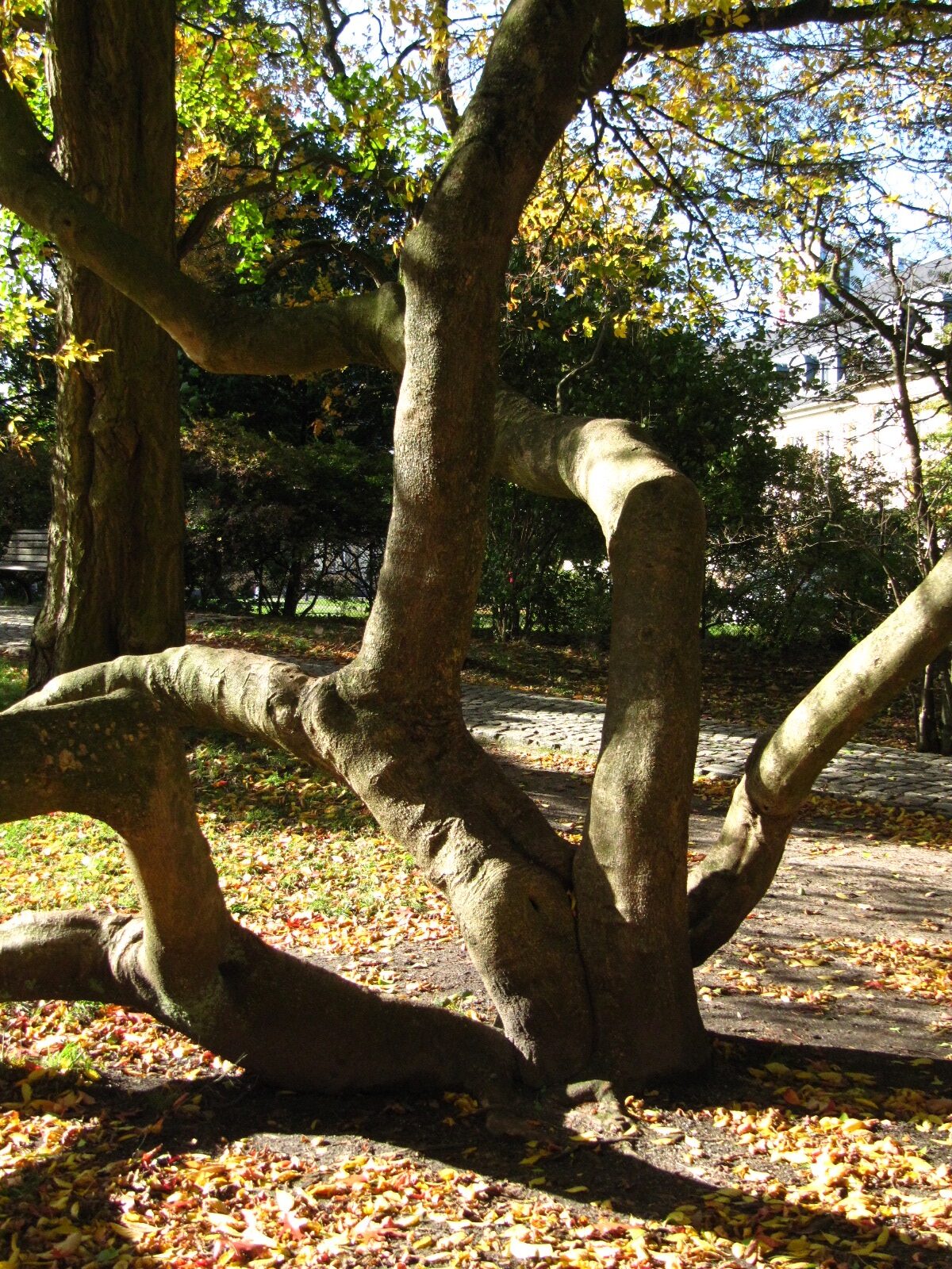 Acer cissifolium - Hamburg, Alter Bot. Garten - Okt. 2024