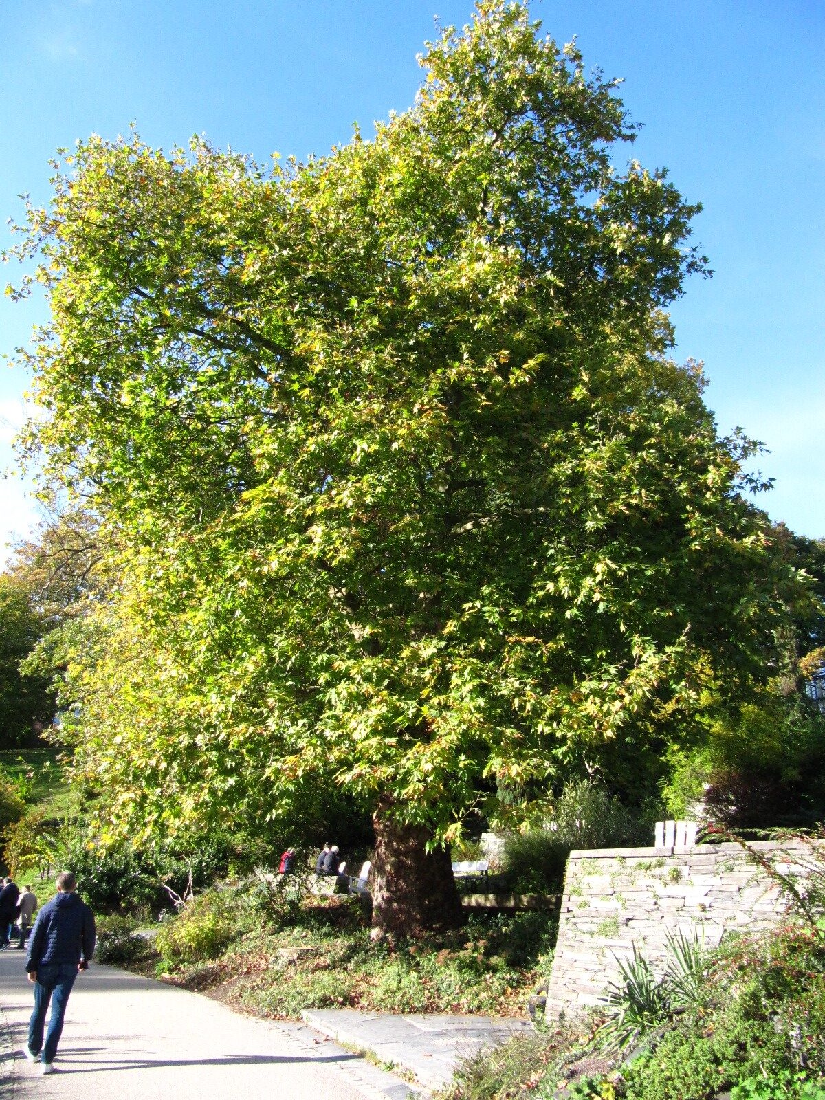 orientalis Platanus