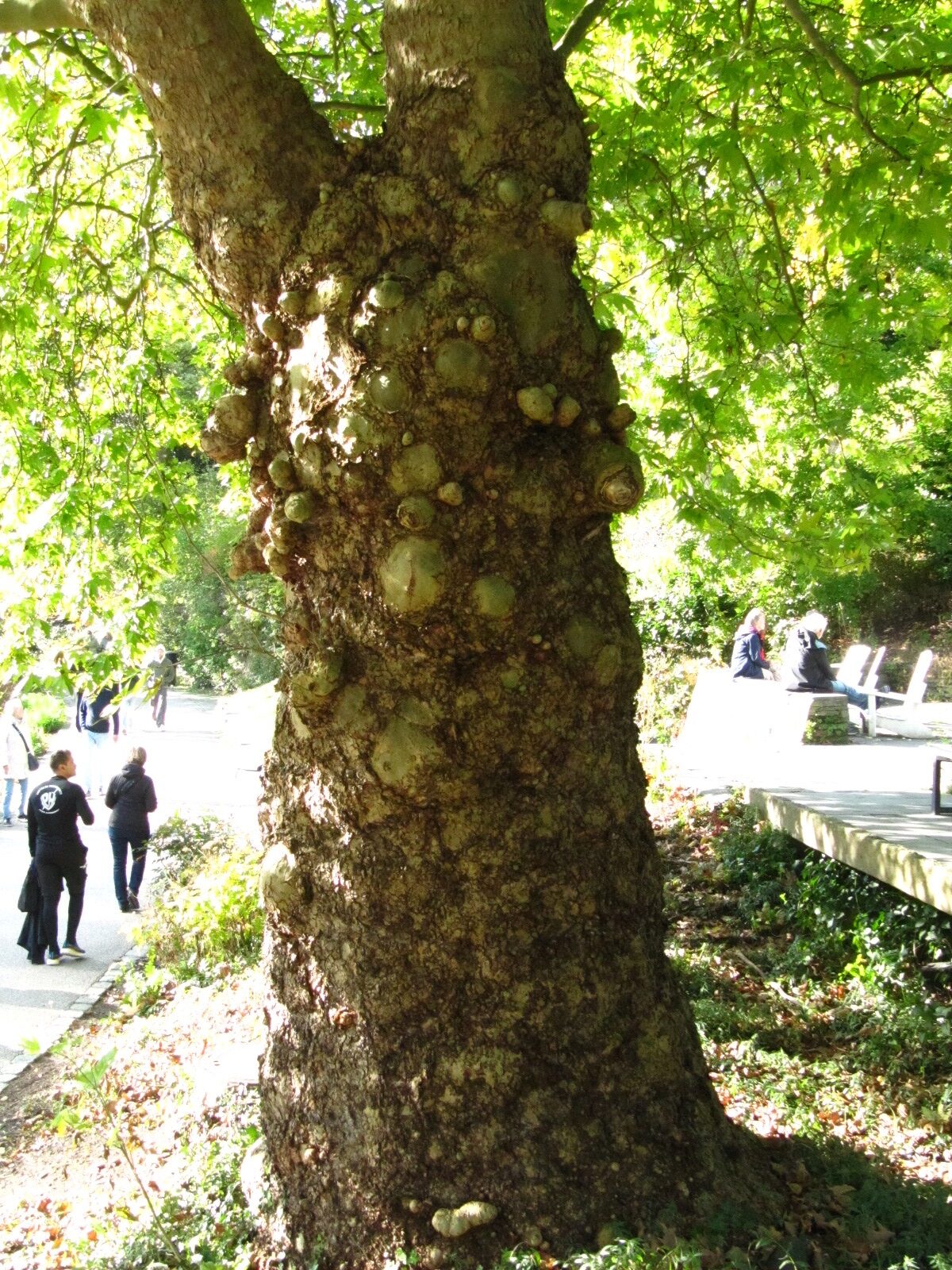 Platanus orientalis - Hamburg-Neustadt - Okt. 2024