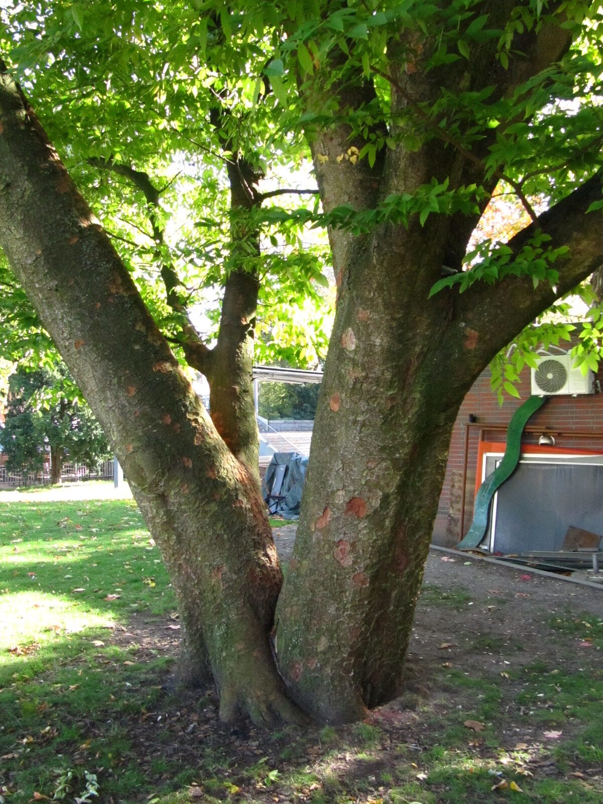 serrata Zelkova