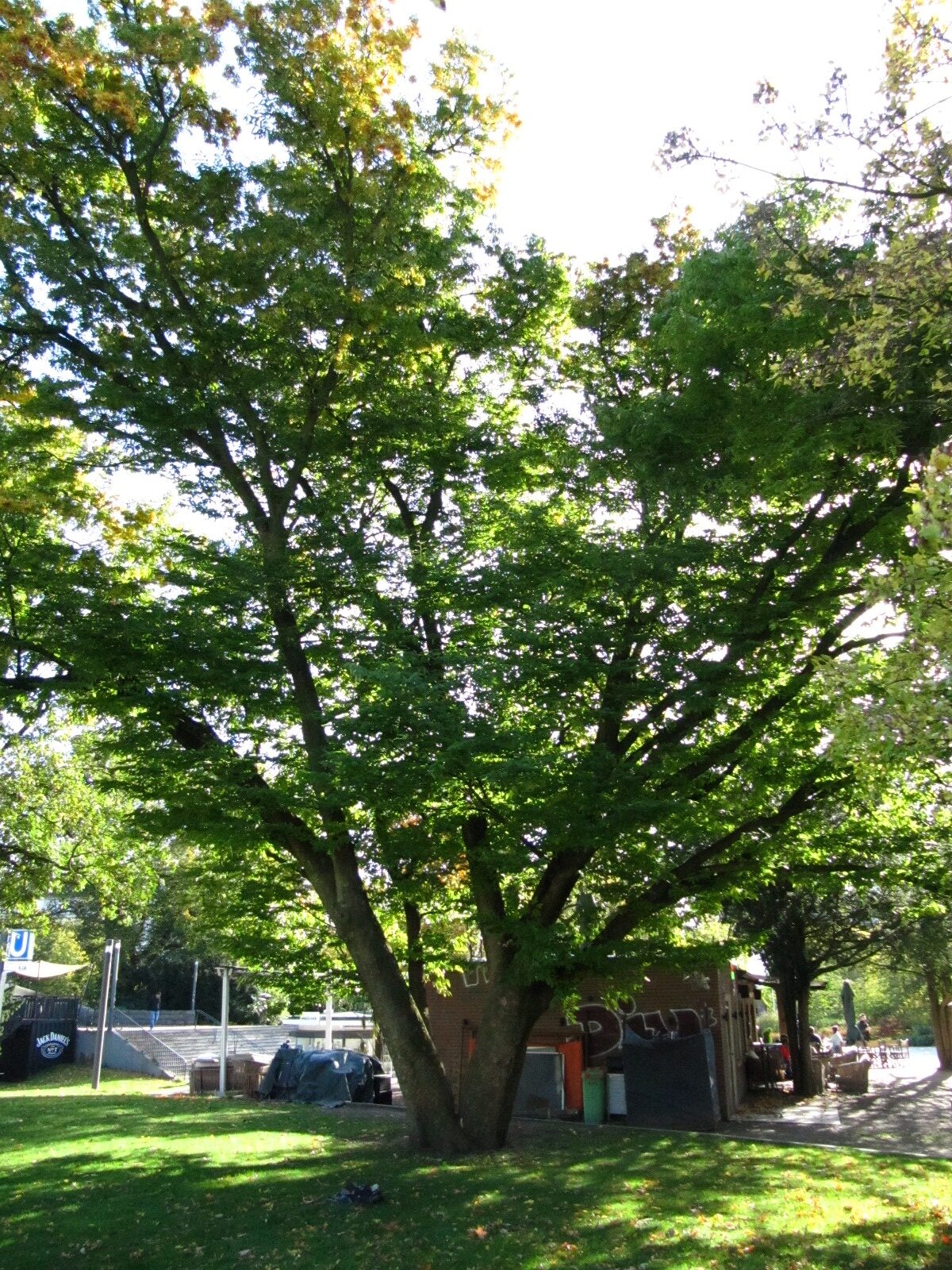 Zelkova serrata - Hamburg-Neustadt - Okt. 2024