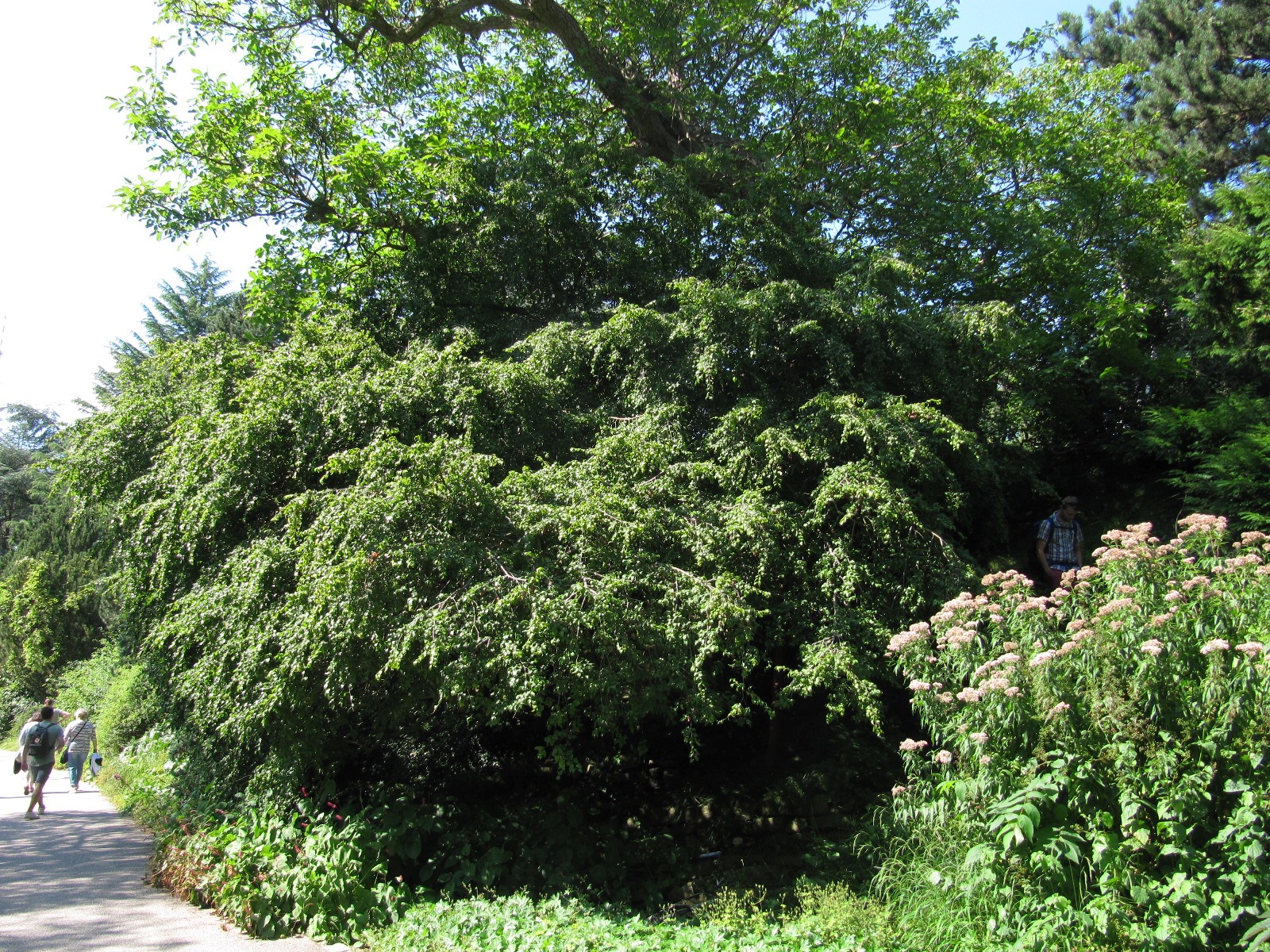 Carpinus orientalis