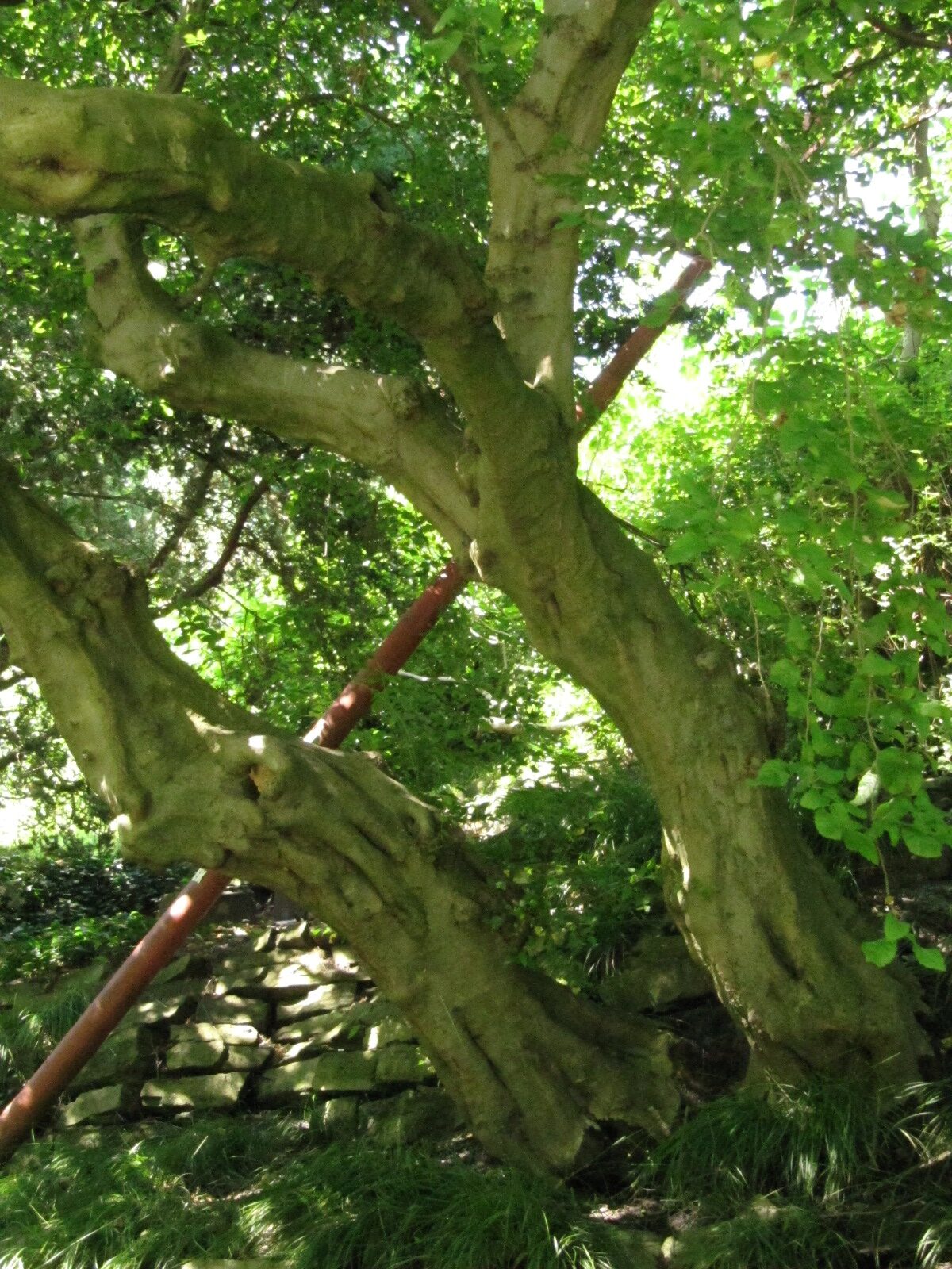 Carpinus orientalis - Hamburg, Alter Bot. Garten - Juli 2024