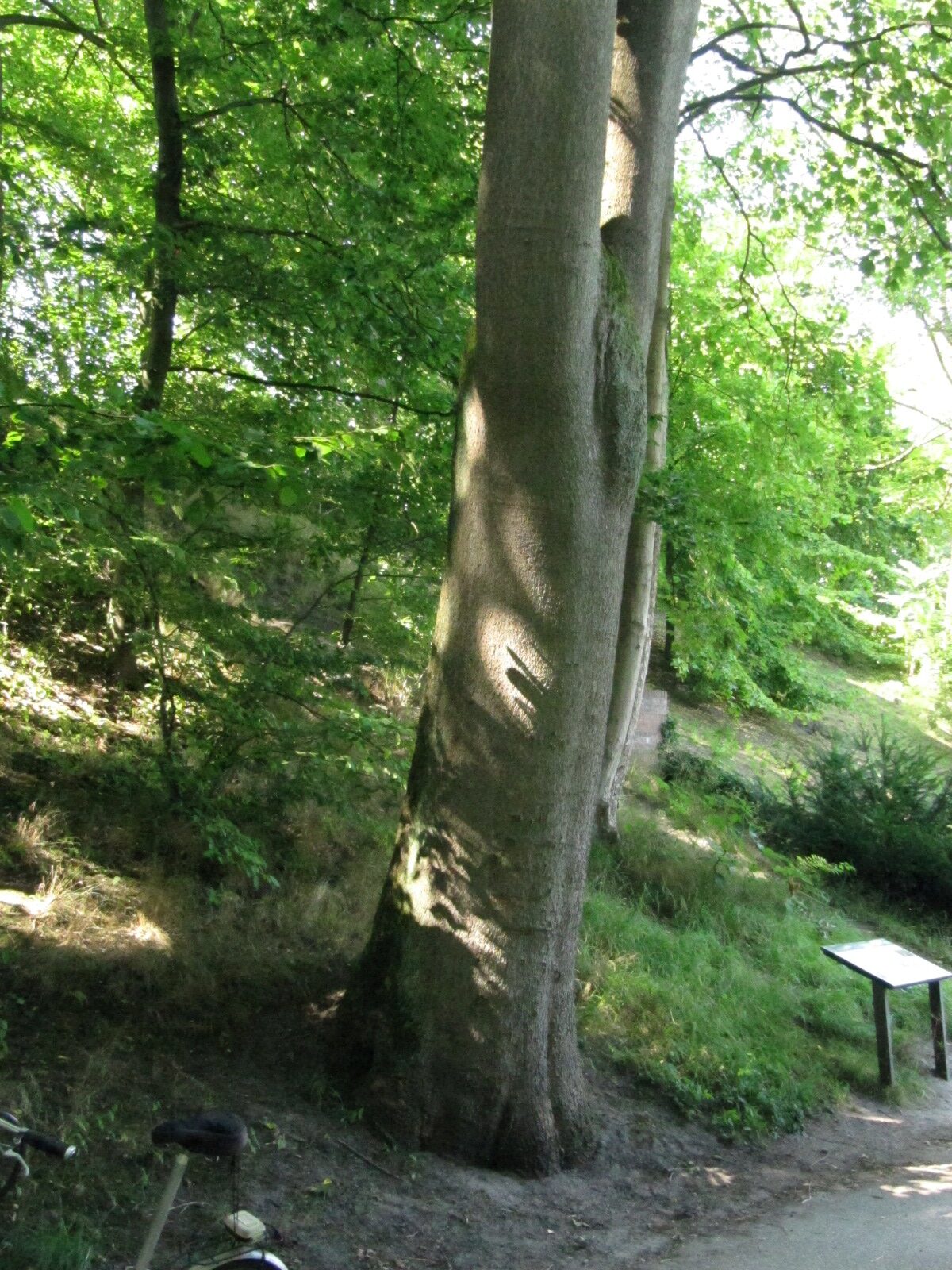 Ailanthus altissima