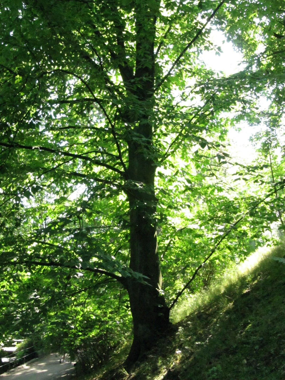 Fagus orientalis