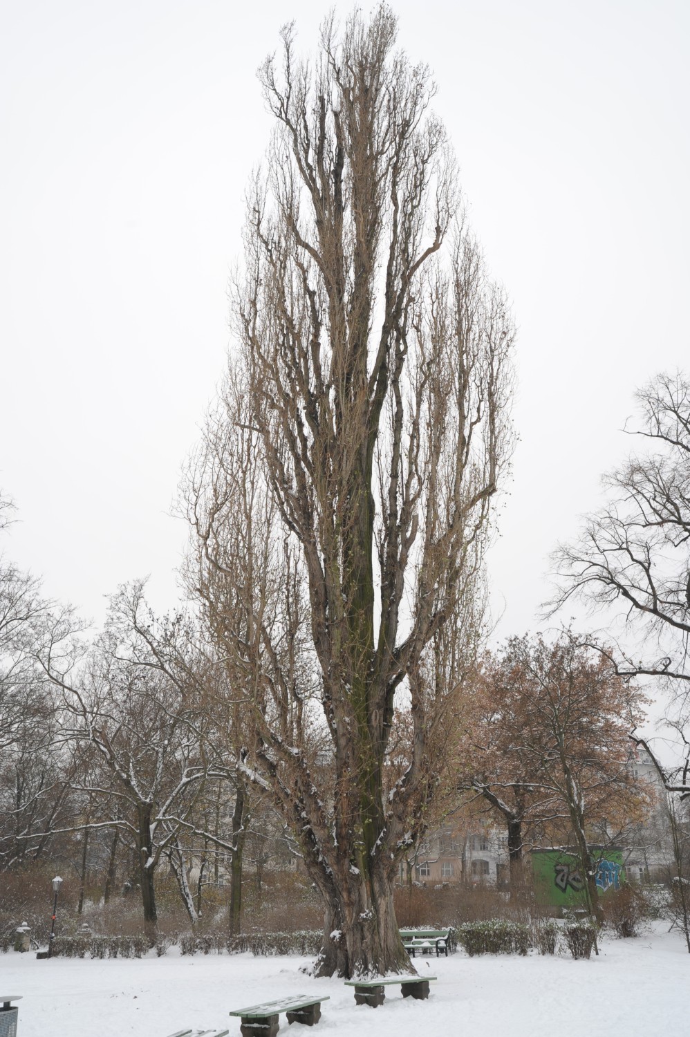 'Italica' nigra Populus