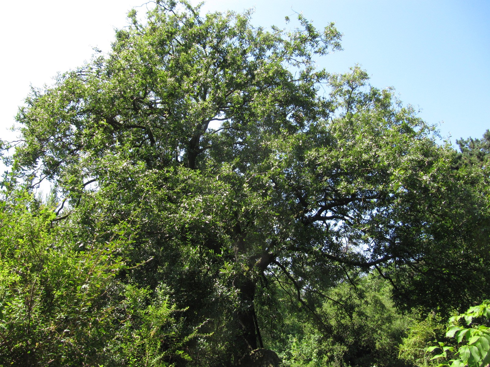 libani Quercus