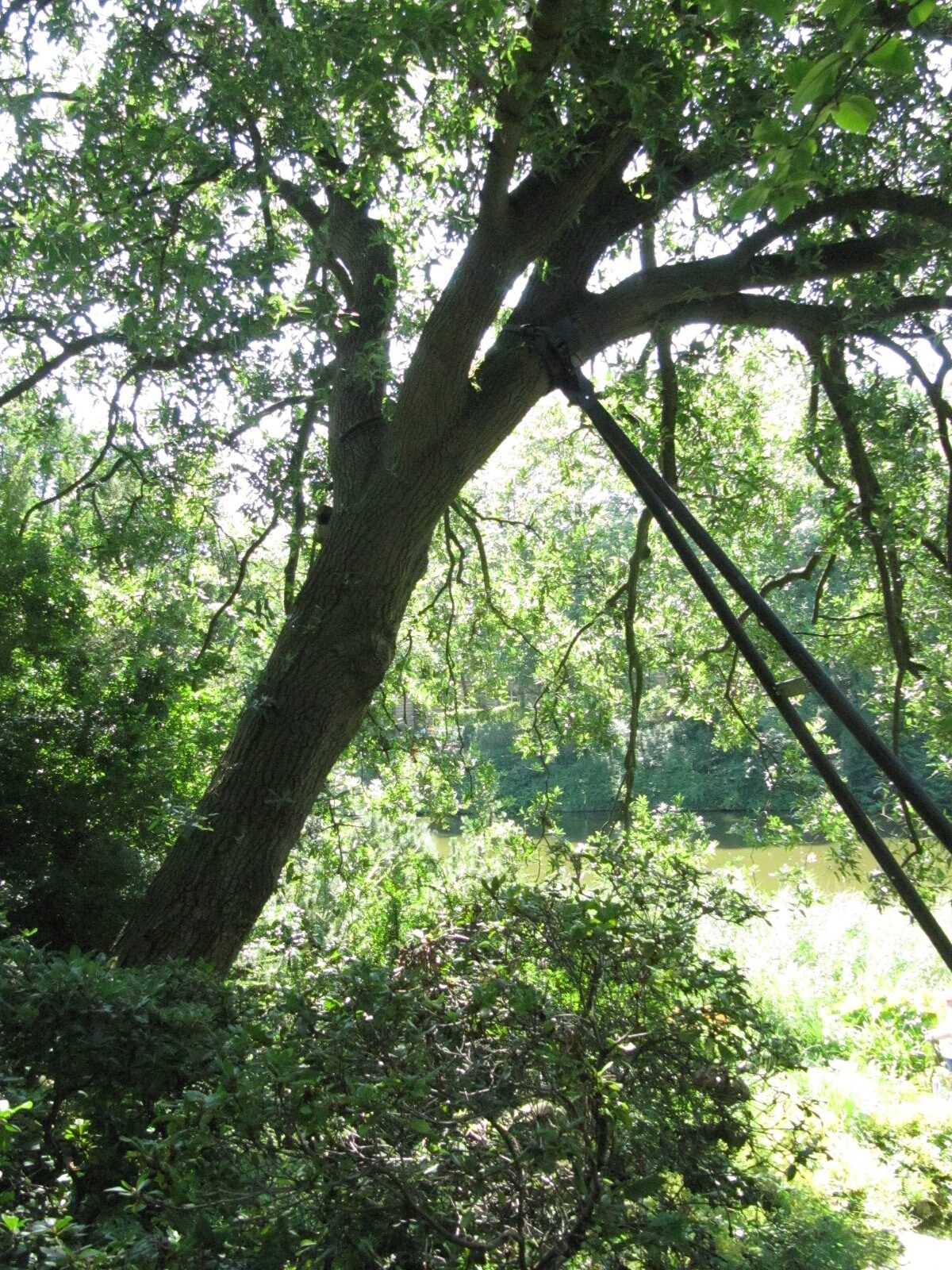Quercus libani - Hamburg, Alter Bot. Garten - Juli 2024