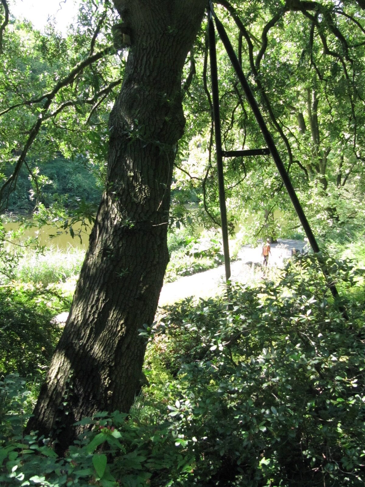 Quercus libani - Hamburg, Alter Bot. Garten - Juli 2024