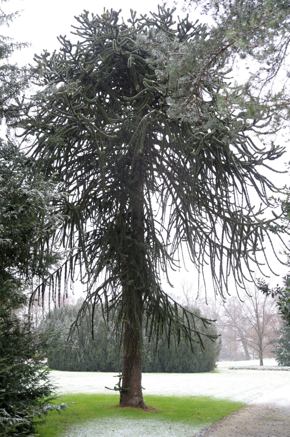 araucana Araucaria