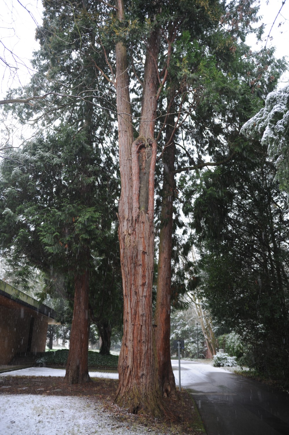 Calocedrus decurrens