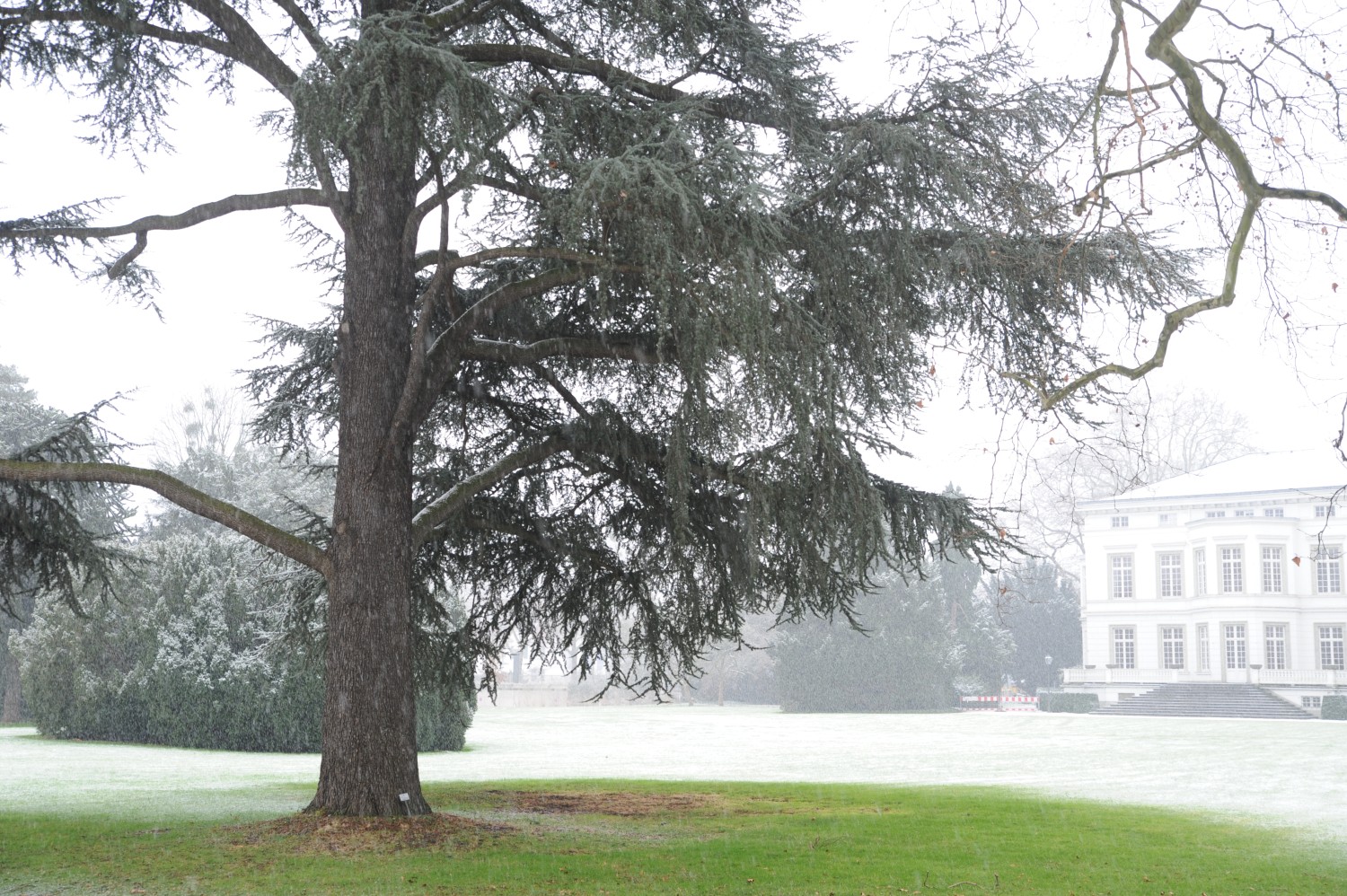 'Glauca' atlantica Cedrus