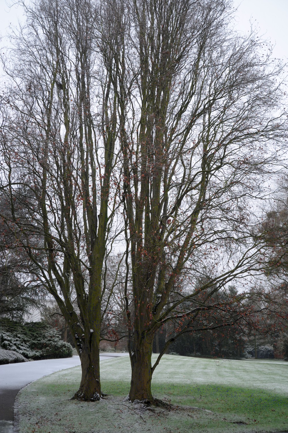 'Dawyck' Fagus sylvatica