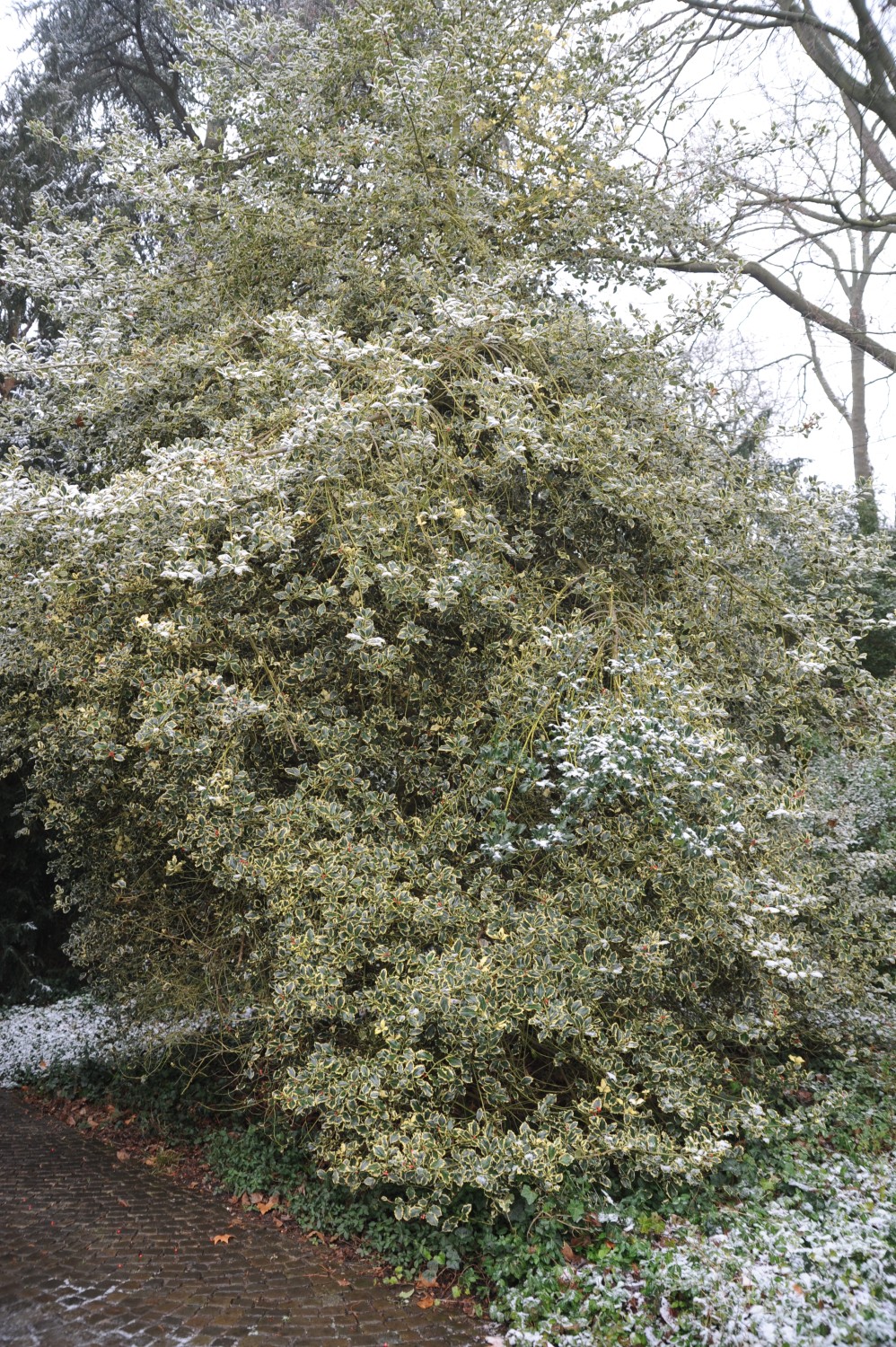 'Aureo Marginata' aquifolium Ilex
