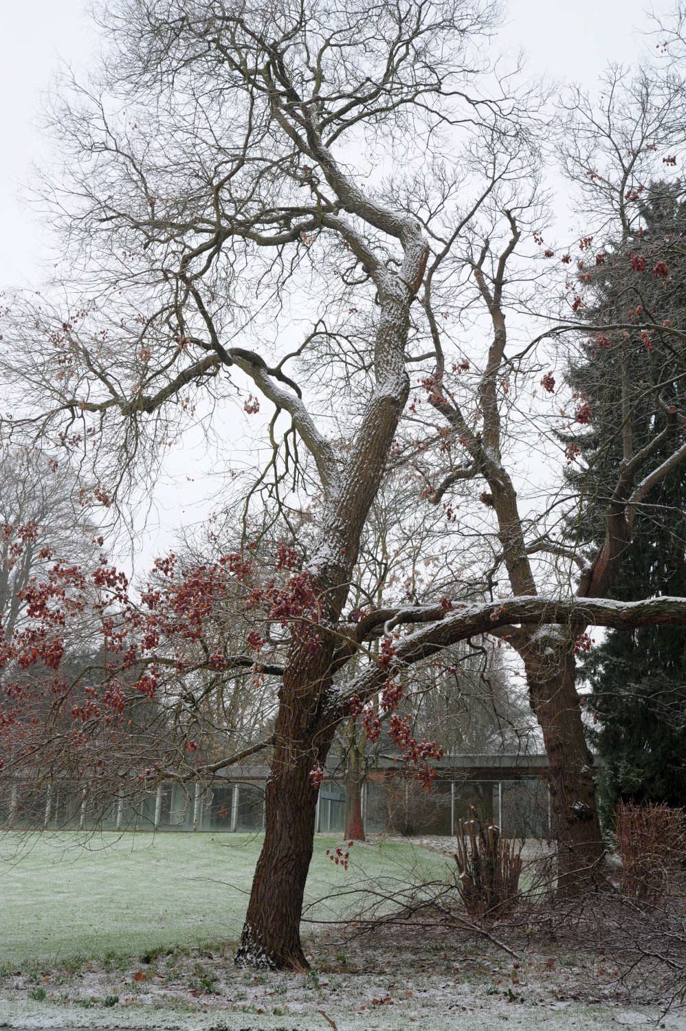 Rispiger Blasenbaum - Park Palais Schaumburg, Bonn - Februar 2015