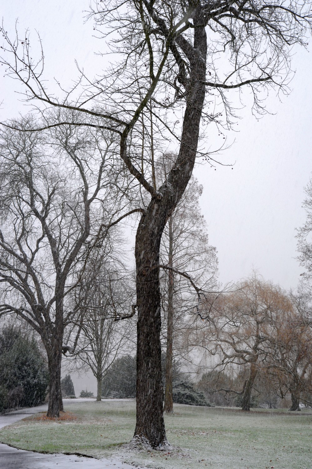Liquidambar styraciflua