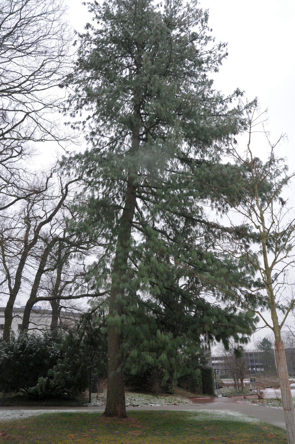 Pinus wallichiana
