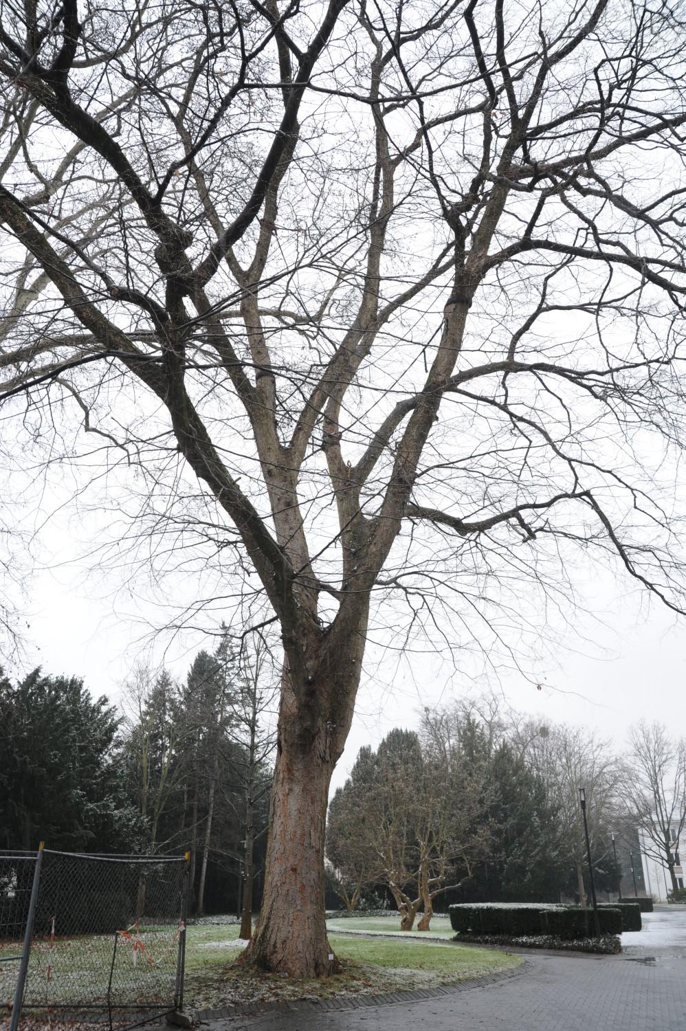 carpinifolia Zelkova