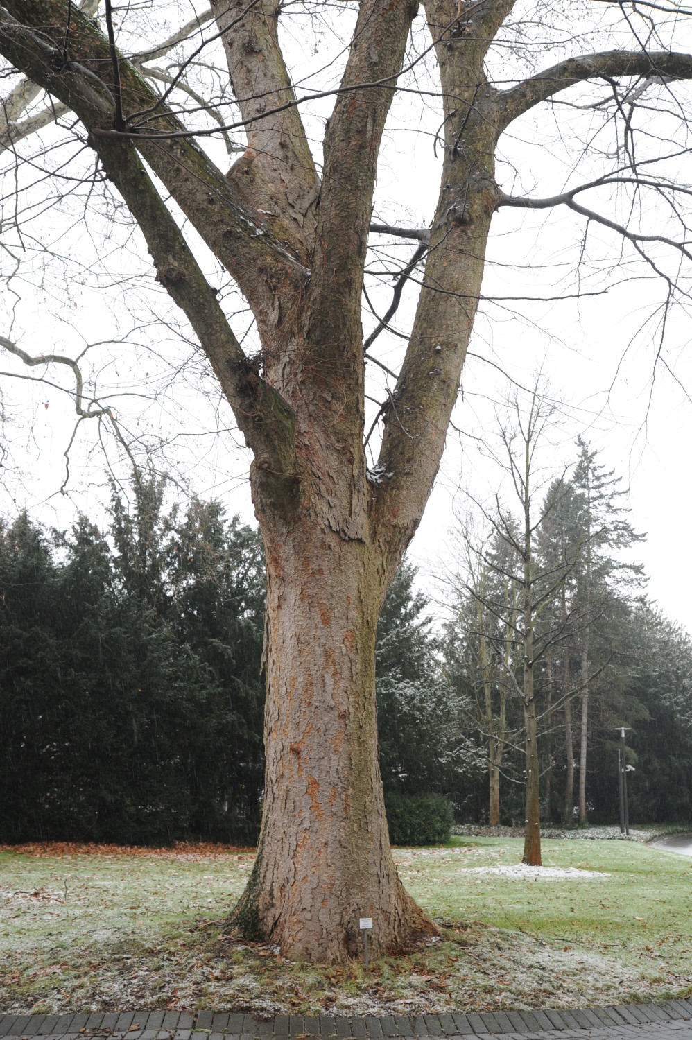 Kaukasische Zelkove - Park Palais Schaumburg, Bonn - Februar 2015