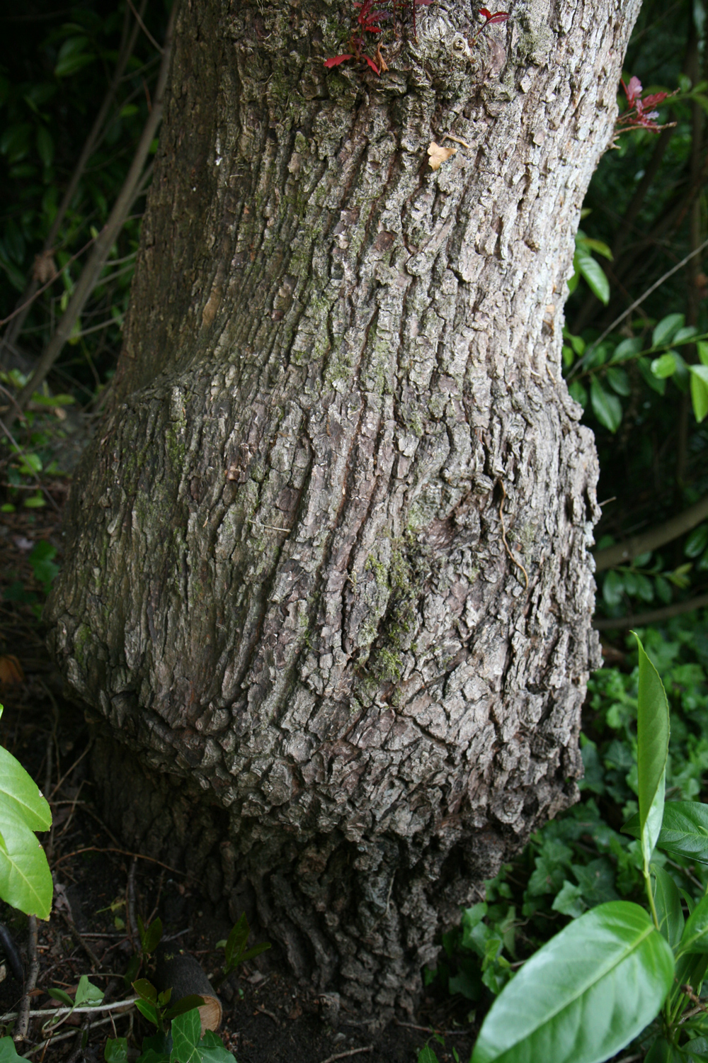 Purple-Leaf Group Quercus robur