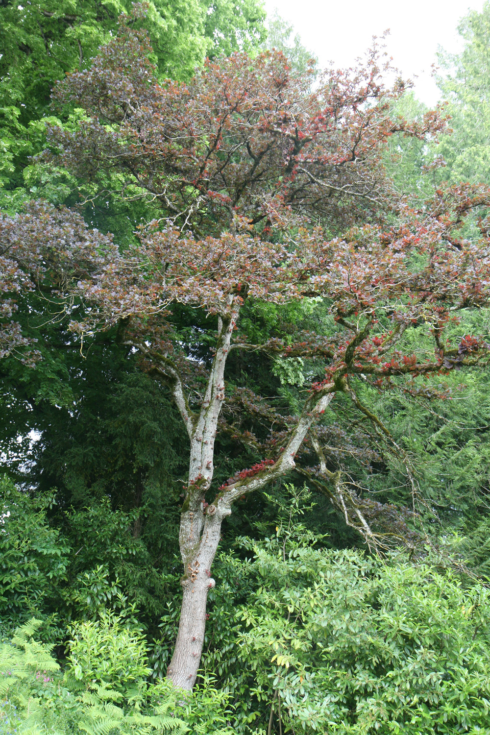 ursprünglich als Quercus robur 'Atropurpurea' bekannte Sorte
