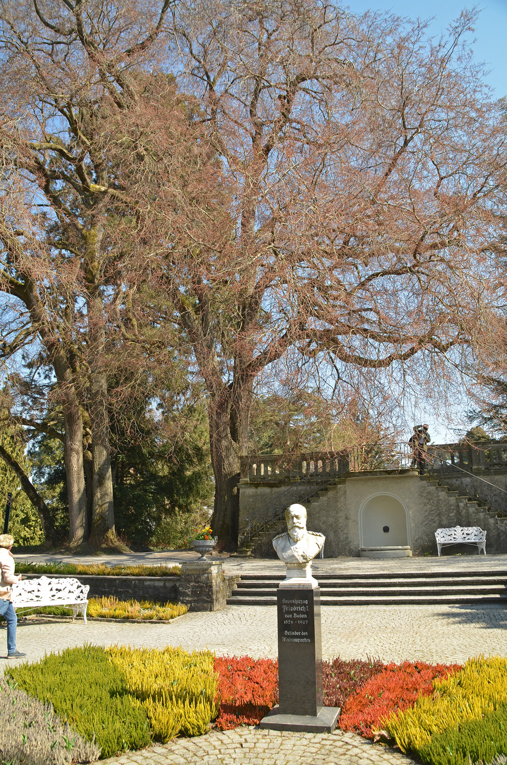 Ulmus laevis - Insel Mainau - März 2022