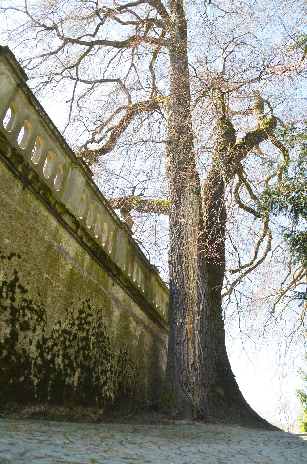 Ulmus laevis - Insel Mainau - März 2022