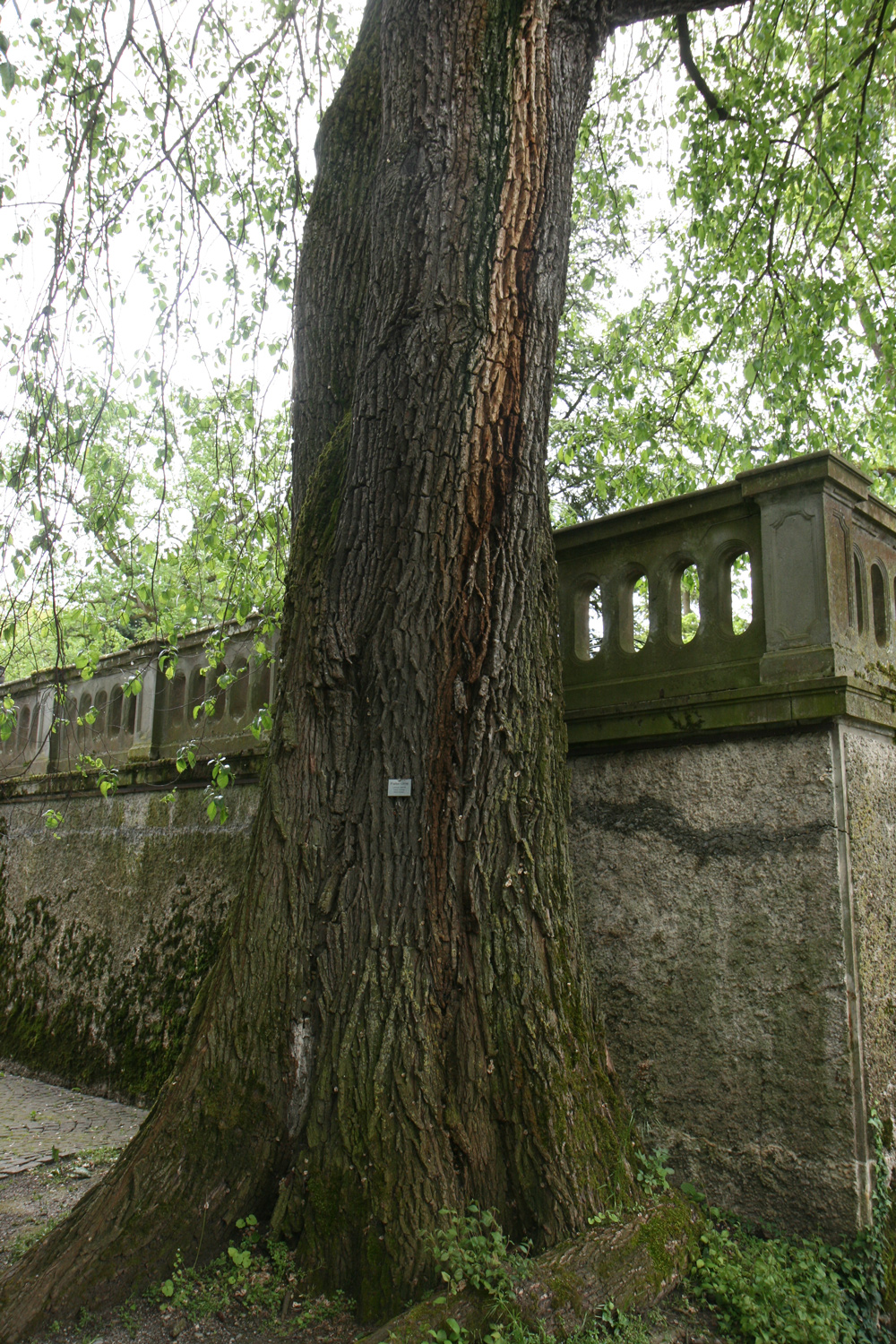 laevis Ulmus