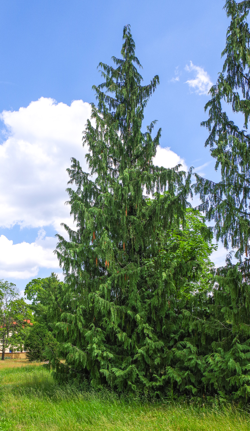 'Pendula' Cupressus nootkatensis