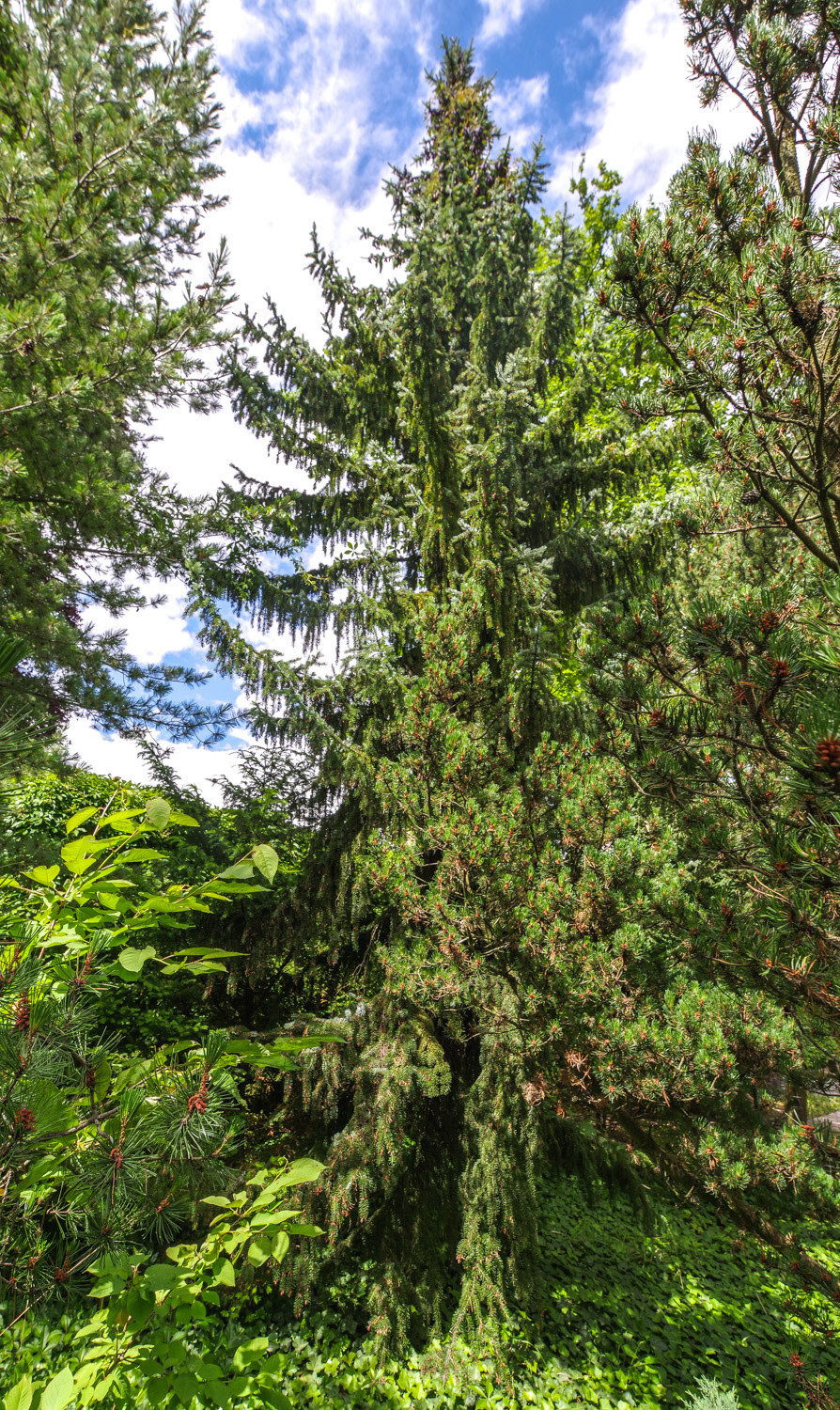 'Pendula' omorika Picea