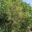 11515