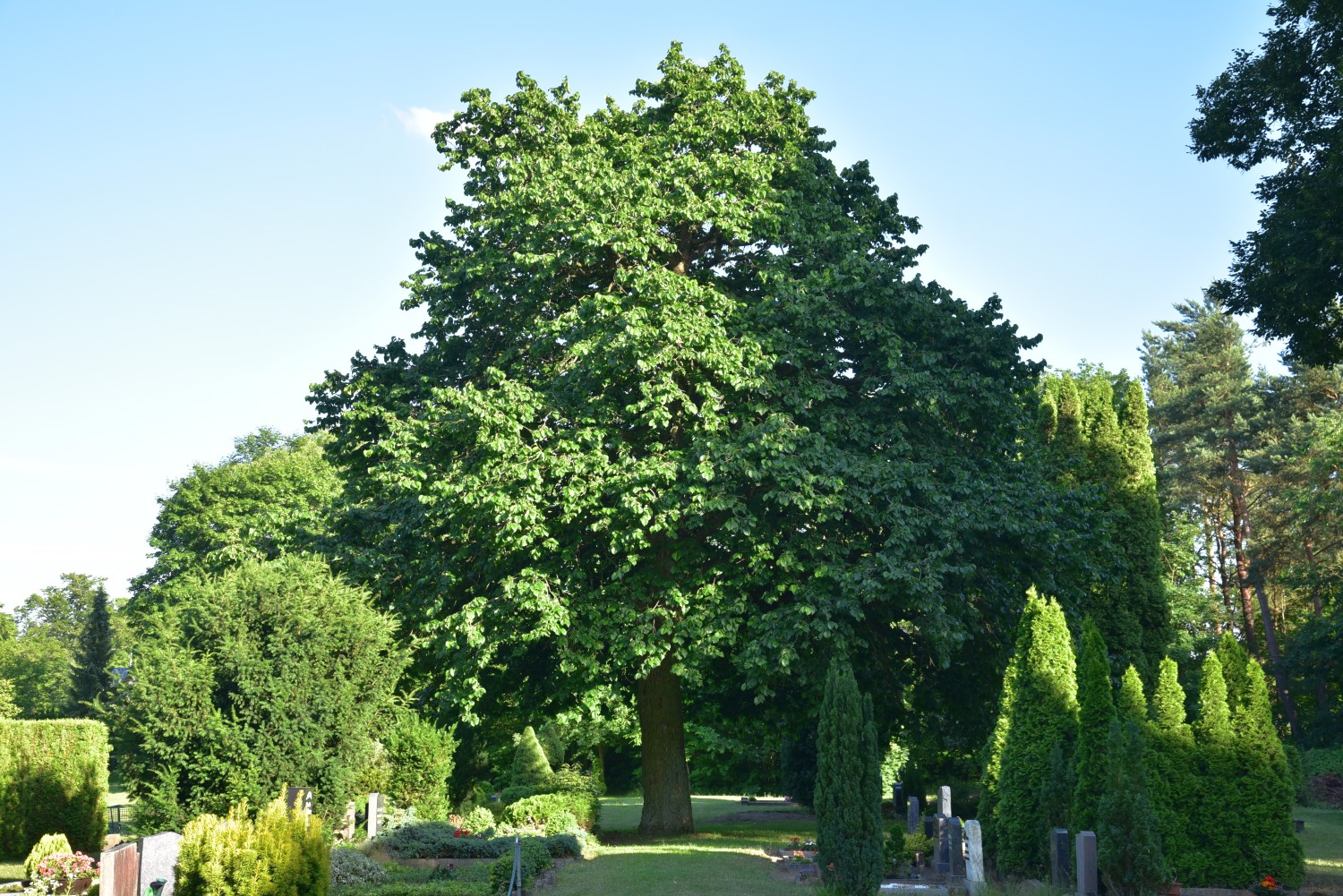 Baum-Hasel - Wandlitz, Friedhof - Juni 2017
