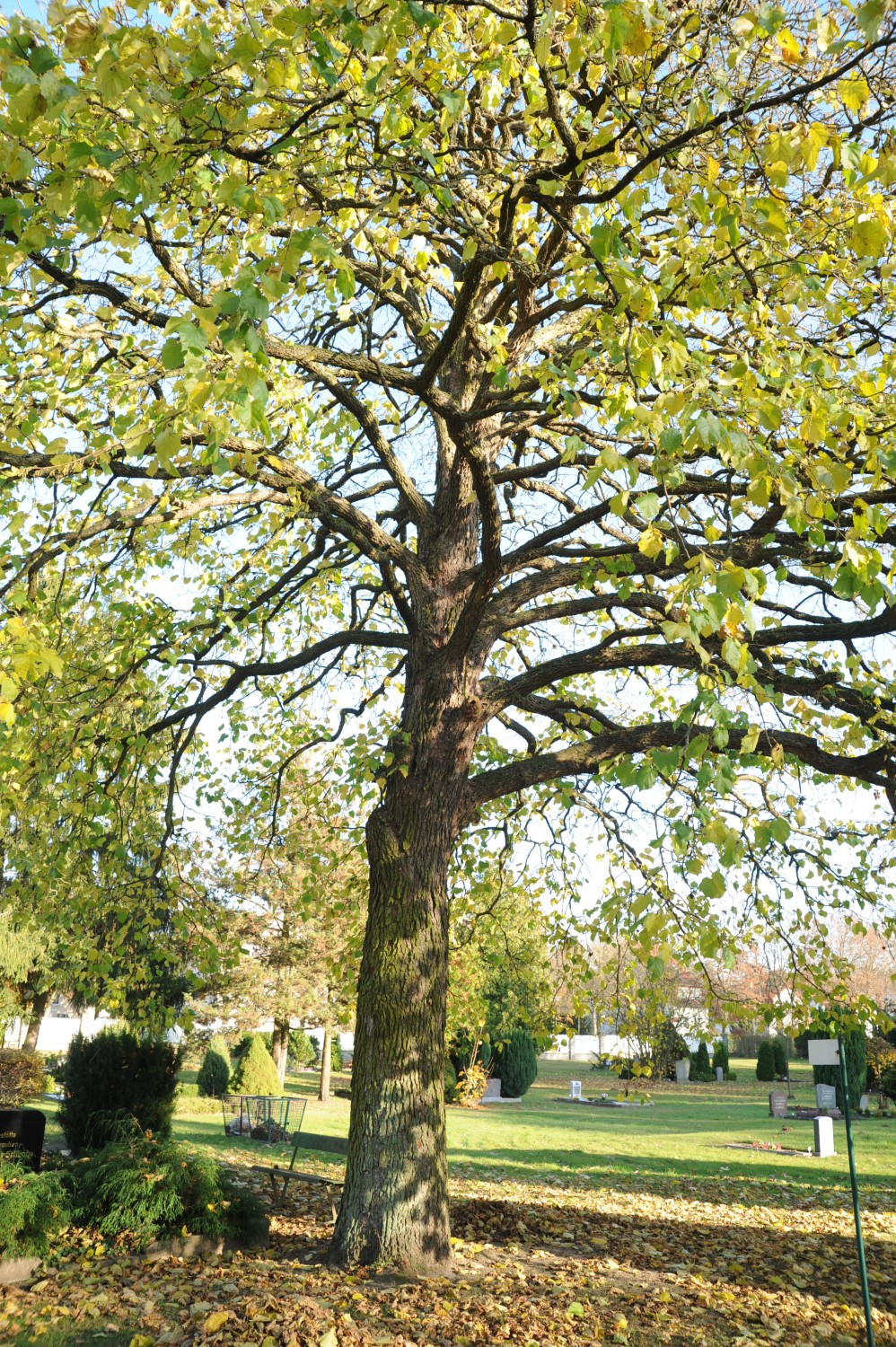 Baum-Hasel - Wandlitz, Friedhof - Nov. 2014