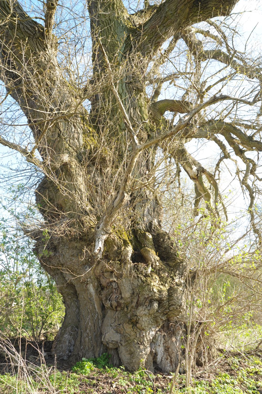 Populus nigra- Börnicke - April 2010