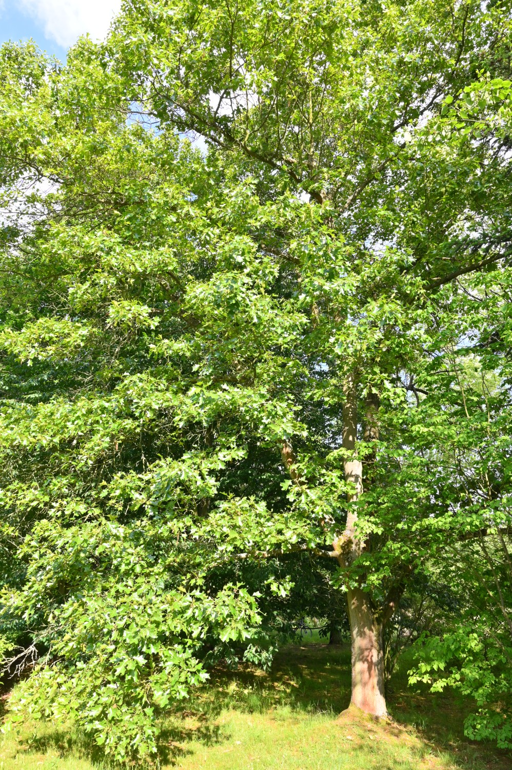 × bushii Quercus
