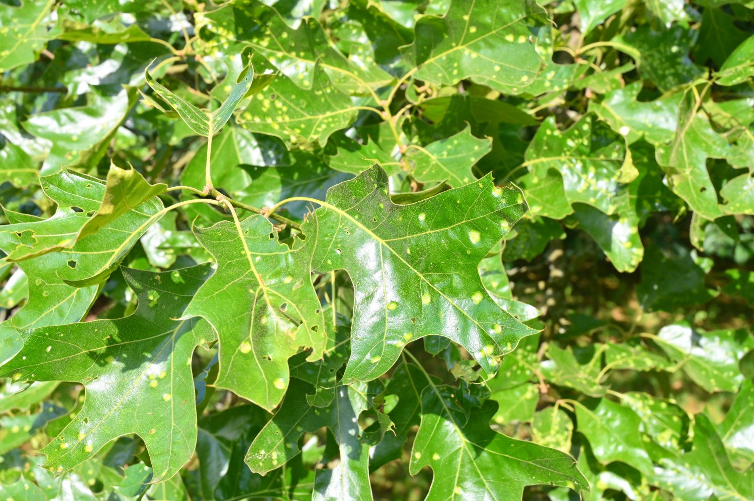 Quercus × bushii - Volkspark Blankenfelde, Berlin - Mai 2024