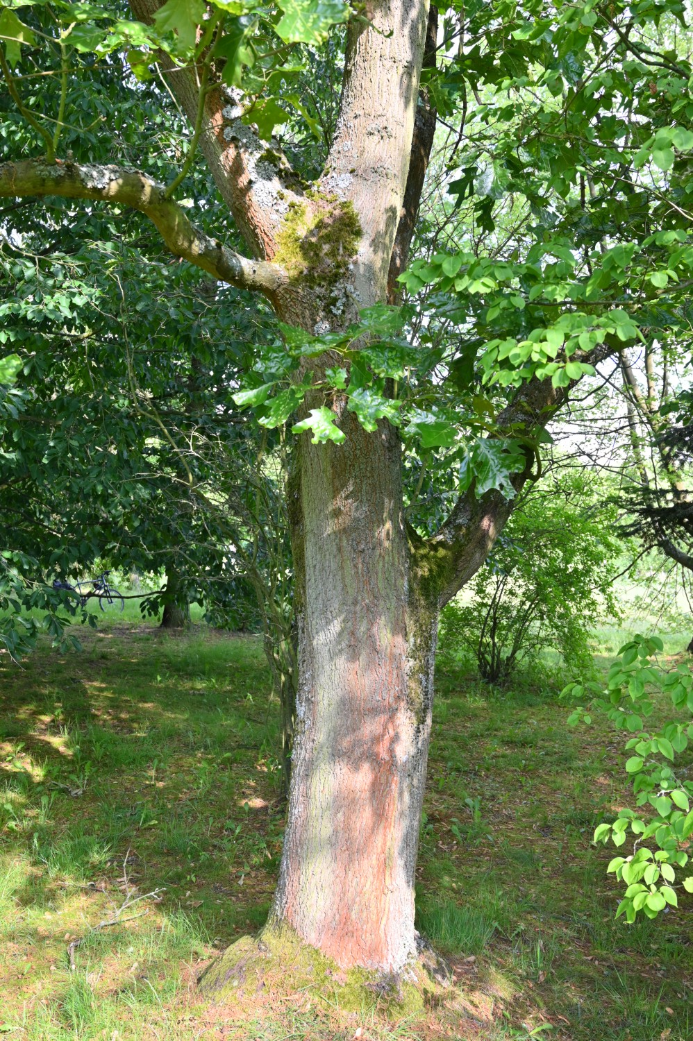 Quercus × bushii - Volkspark Blankenfelde, Berlin - Mai 2024