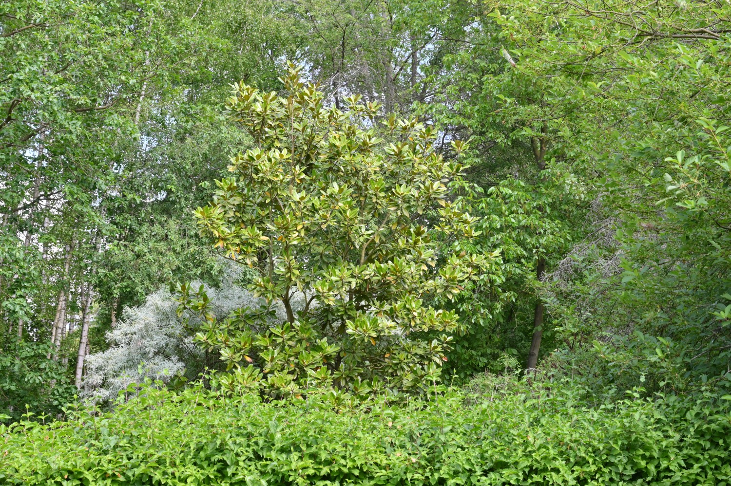 Großblütige Magnolie - Volkspark Blankenfelde, Berlin - Mai 2024