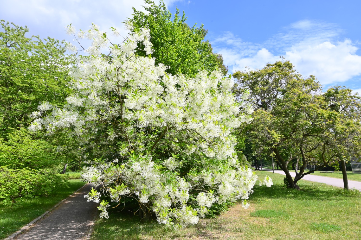 Chionanthus virginicus