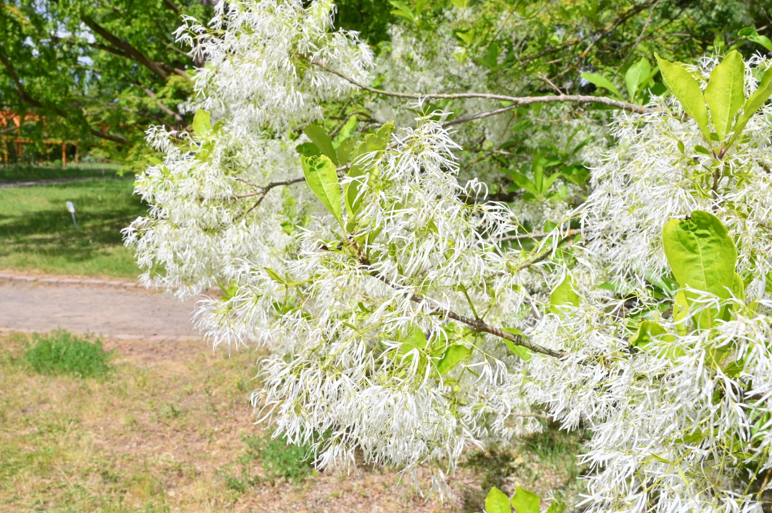 Virginischer Schneeflockenstrauch - Volkspark Blankenfelde, Berlin - Mai 2024