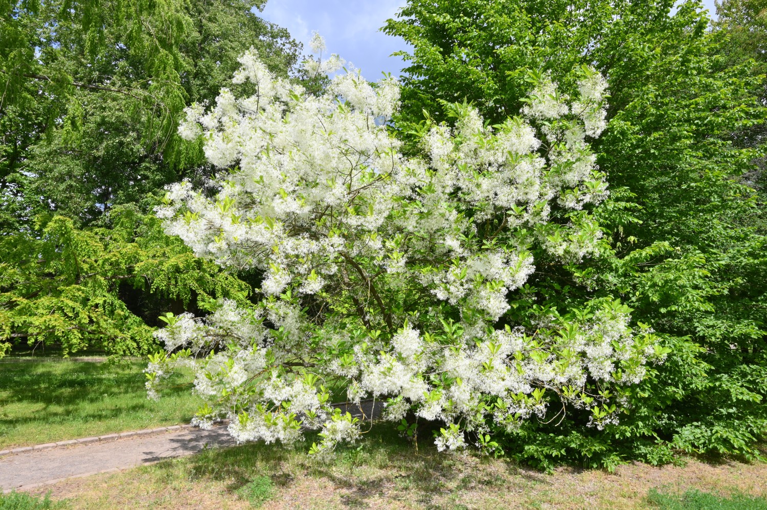 Virginischer Schneeflockenstrauch - Volkspark Blankenfelde, Berlin - Mai 2024