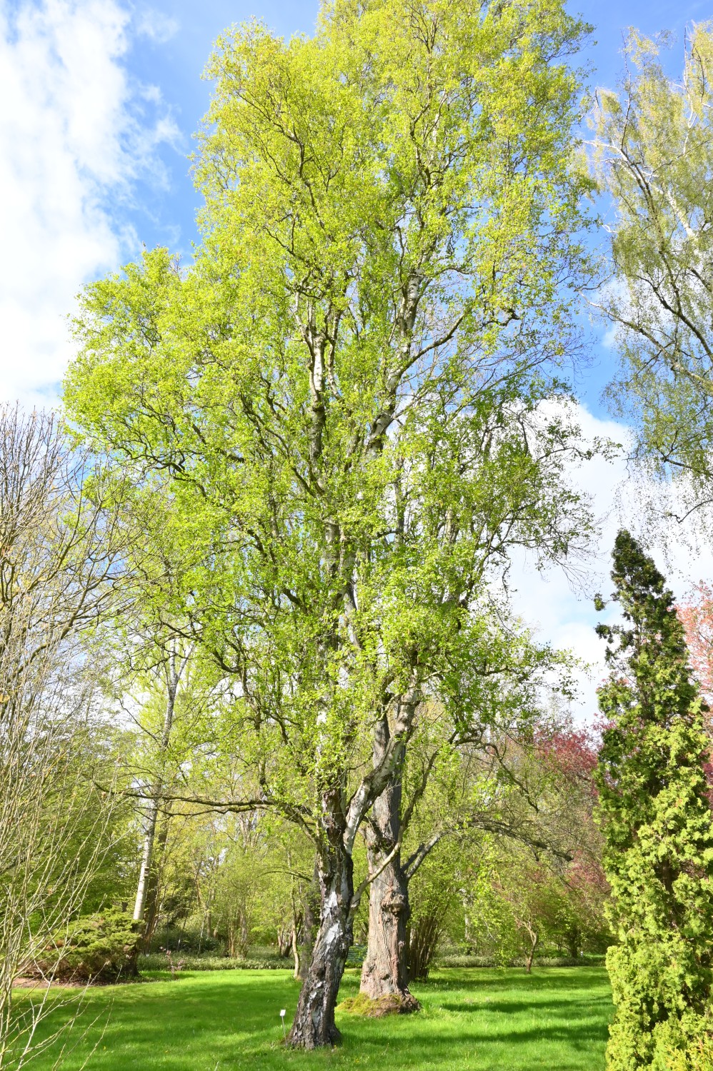 'Fastigiata' Betula pendula