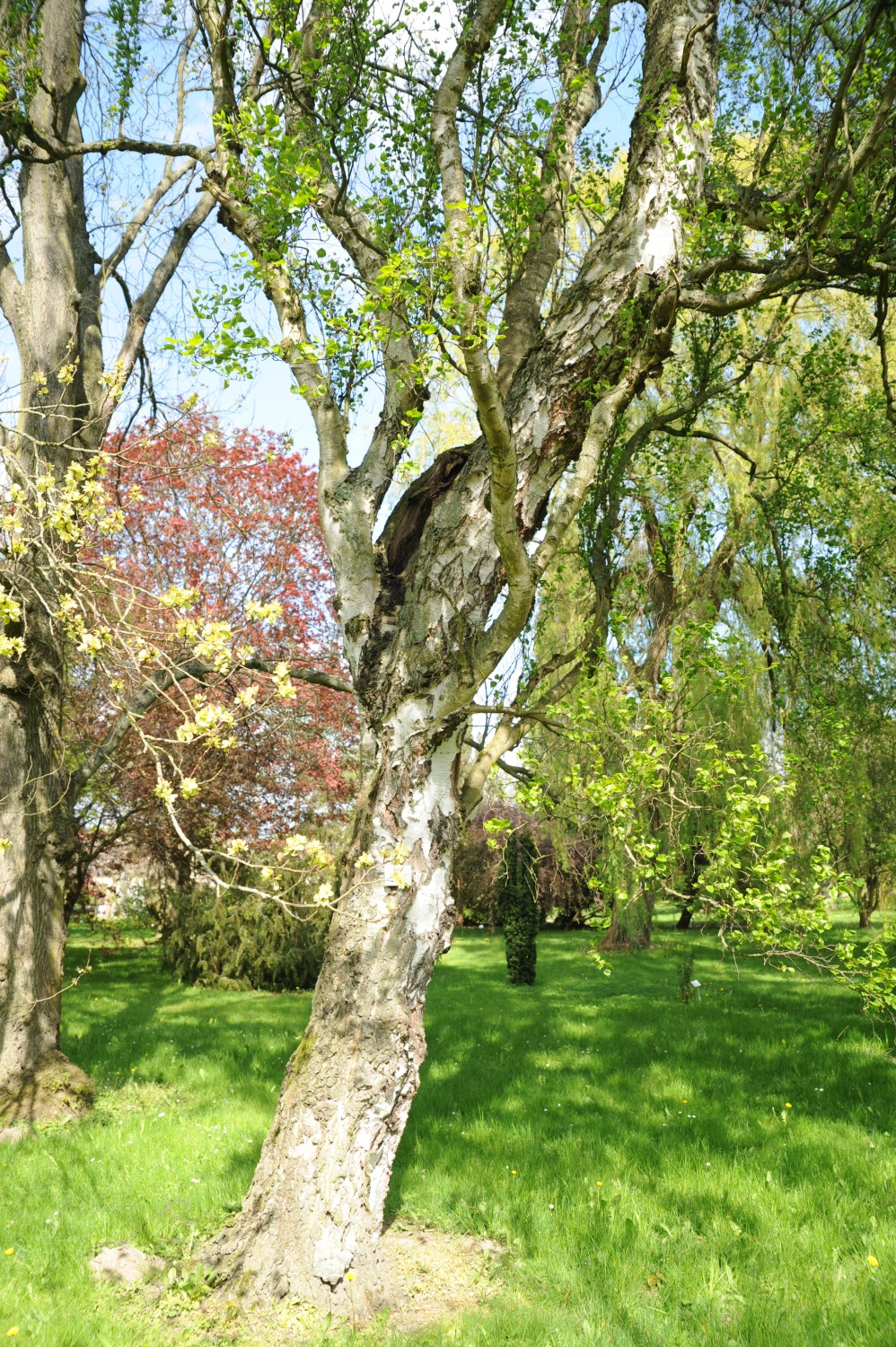 Betula pendula 'Fastigiata' - Arboretum Greifswald - Mai 2024