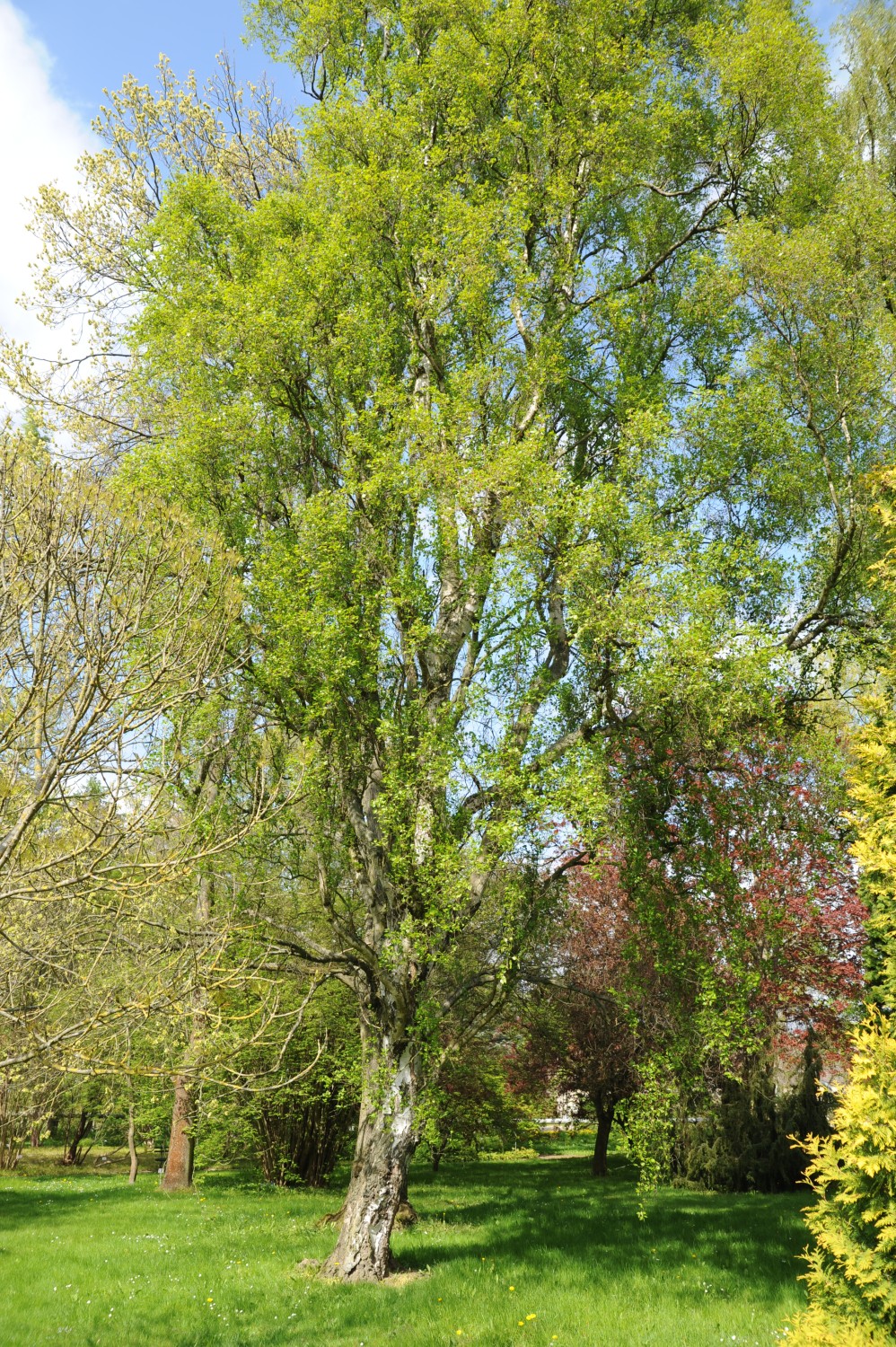 Betula pendula 'Fastigiata' - Arboretum Greifswald - Mai 2024